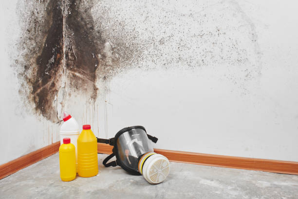 Best Mold Remediation  in Las Quintas Fronterizas, TX
