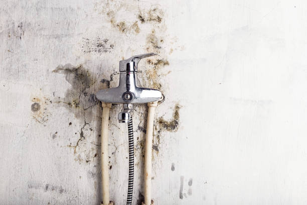 Best Commercial Mold Removal  in Las Quintas Fronterizas, TX