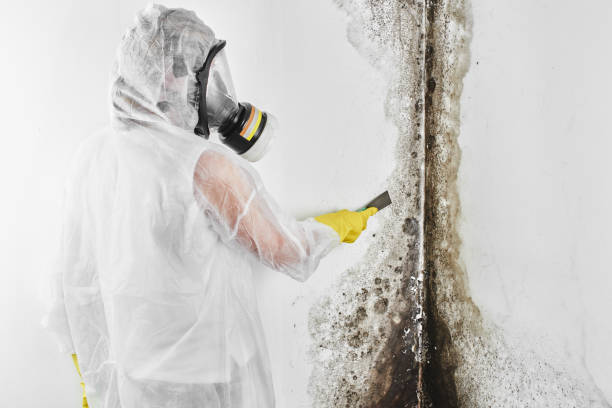 Best Toxic Mold Removal  in Las Quintas Fronterizas, TX