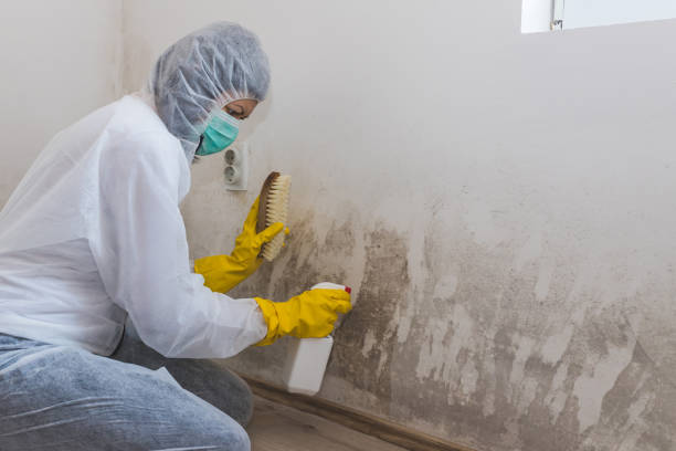 Best Emergency Mold Removal  in Las Quintas Fronterizas, TX