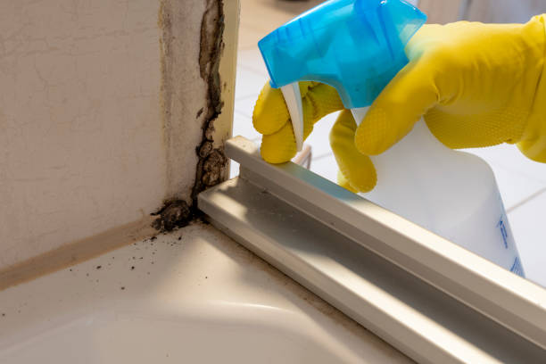 Best Professional Mold Removal  in Las Quintas Fronterizas, TX