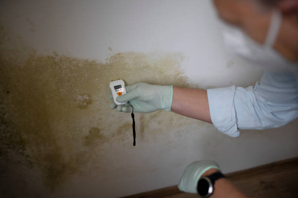 Mold Removal and Inspection in Las Quintas Fronterizas, TX