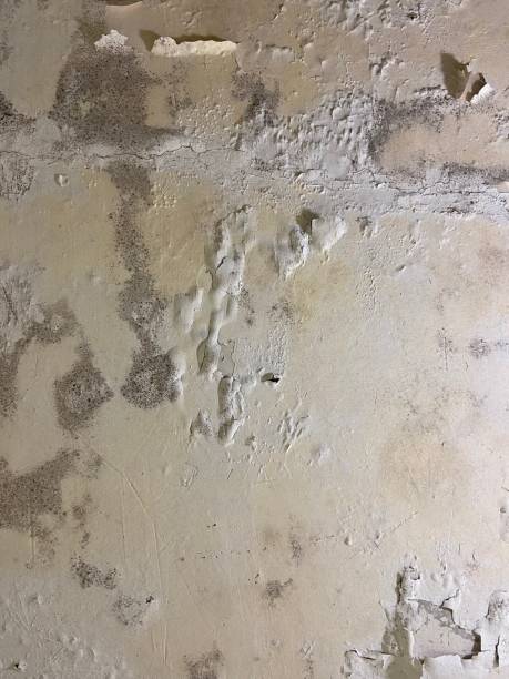 Best Same-Day Mold Removal  in Las Quintas Fronterizas, TX
